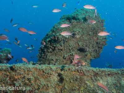 La nave ha lo scafo in assetto da navigazione, a differenza della maggioranza delle carcasse che poggiano su un fianco o risultano spezzate in pi� parti. Il che ne facilita l'ispezione. A 18 metri di profondit�, tra banchi di castagnole...